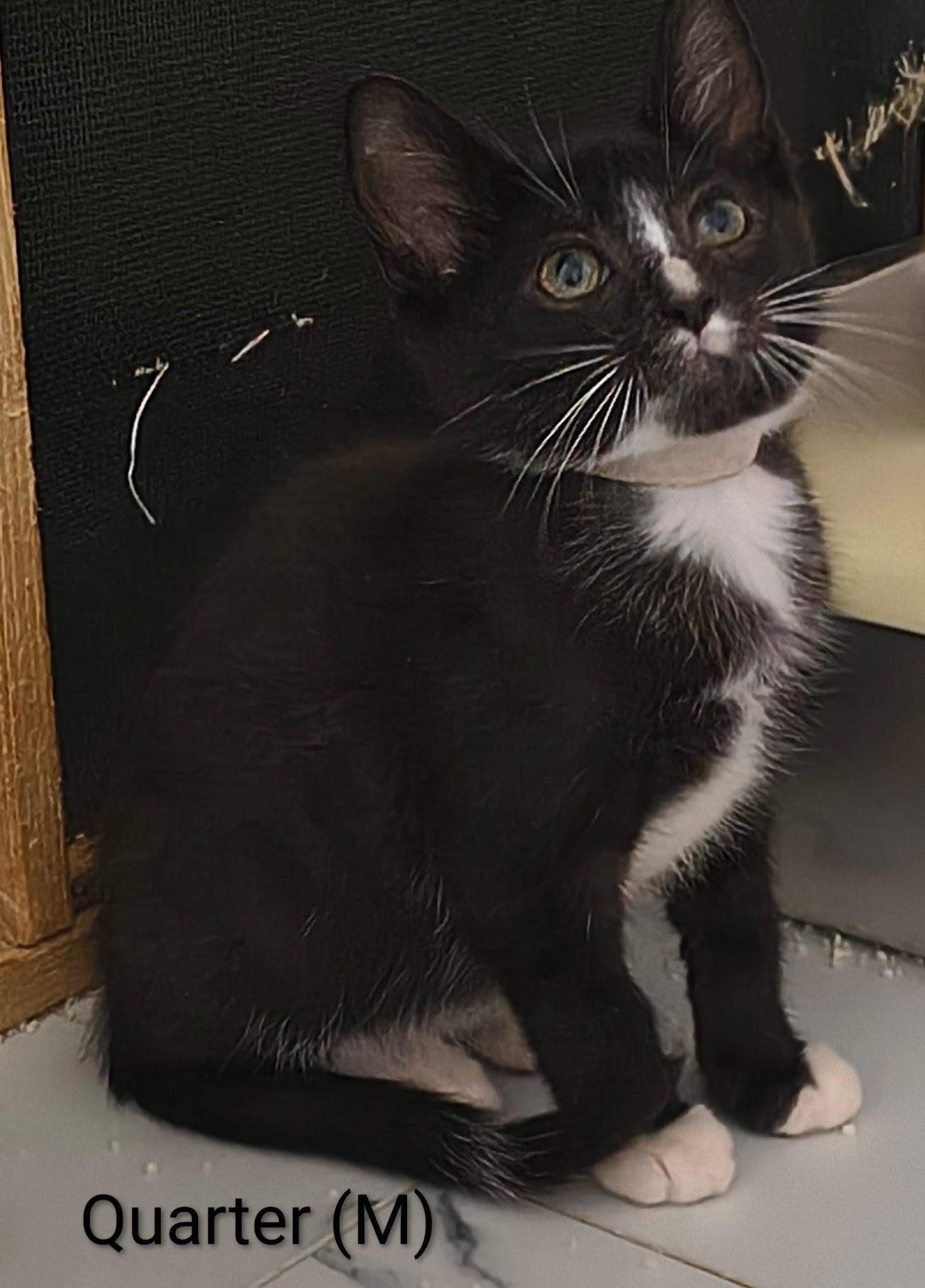 Enlarge Quarter, a Adoptable Domestic Short Hair in Saugerties, NY image 2/2