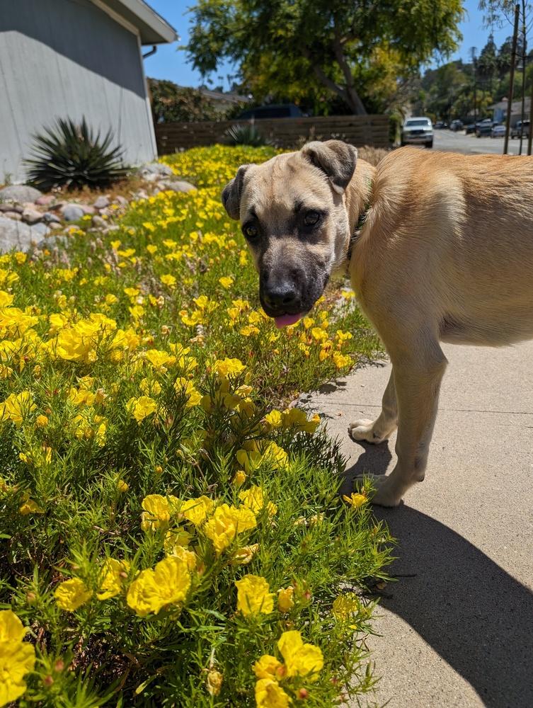Enlarge Gouda, a Adoptable mixed breed in San Diego, CA image 1/6