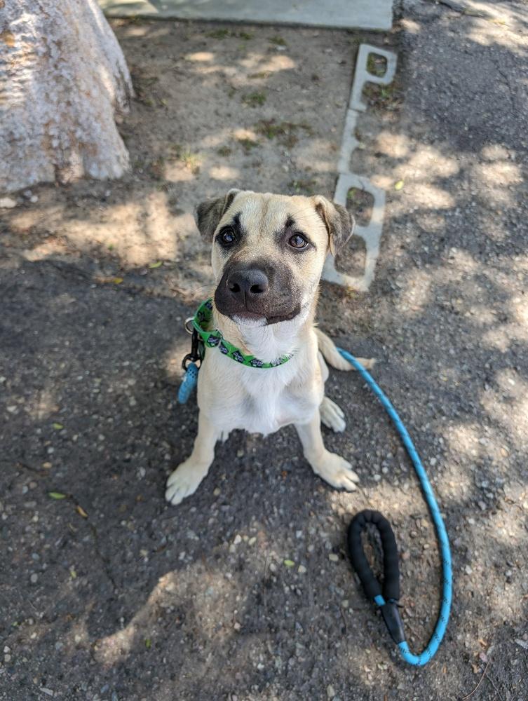 Enlarge Gouda, a Adoptable mixed breed in San Diego, CA image 3/6
