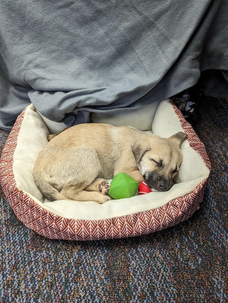 Enlarge Gouda, a Adoptable mixed breed in San Diego, CA image 4/6