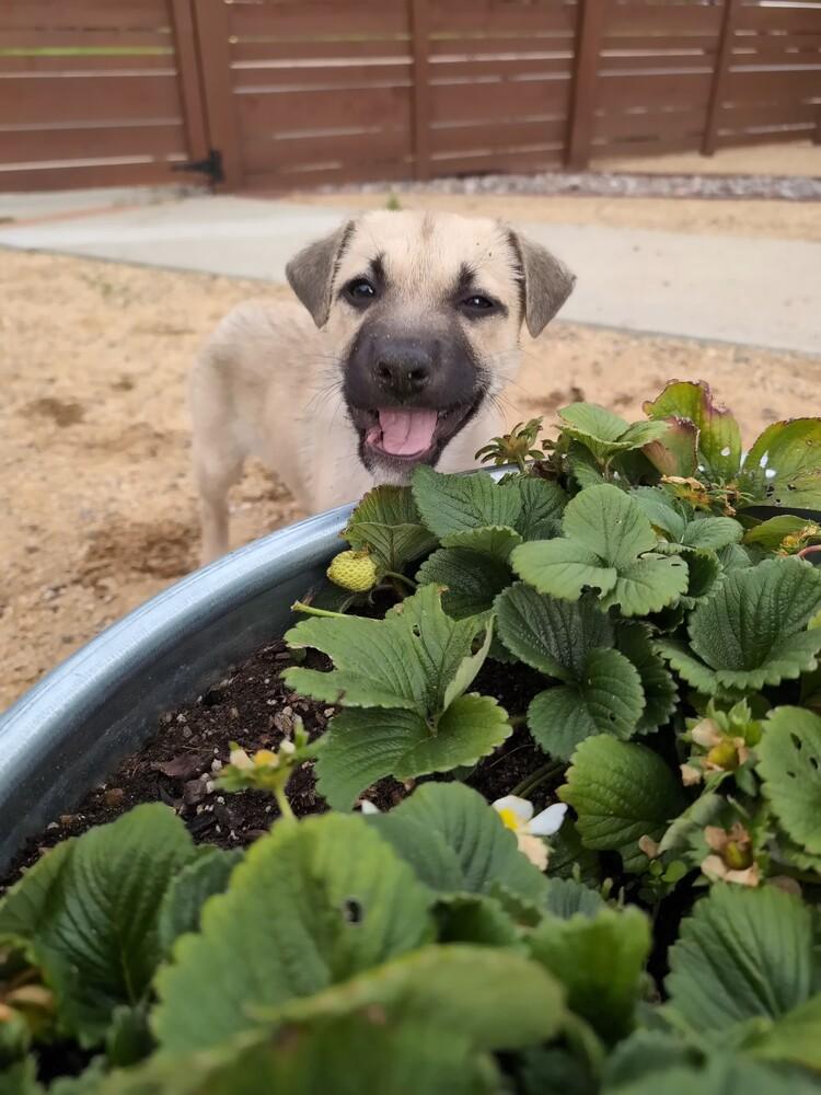Enlarge Gouda, a Adoptable mixed breed in San Diego, CA image 5/6