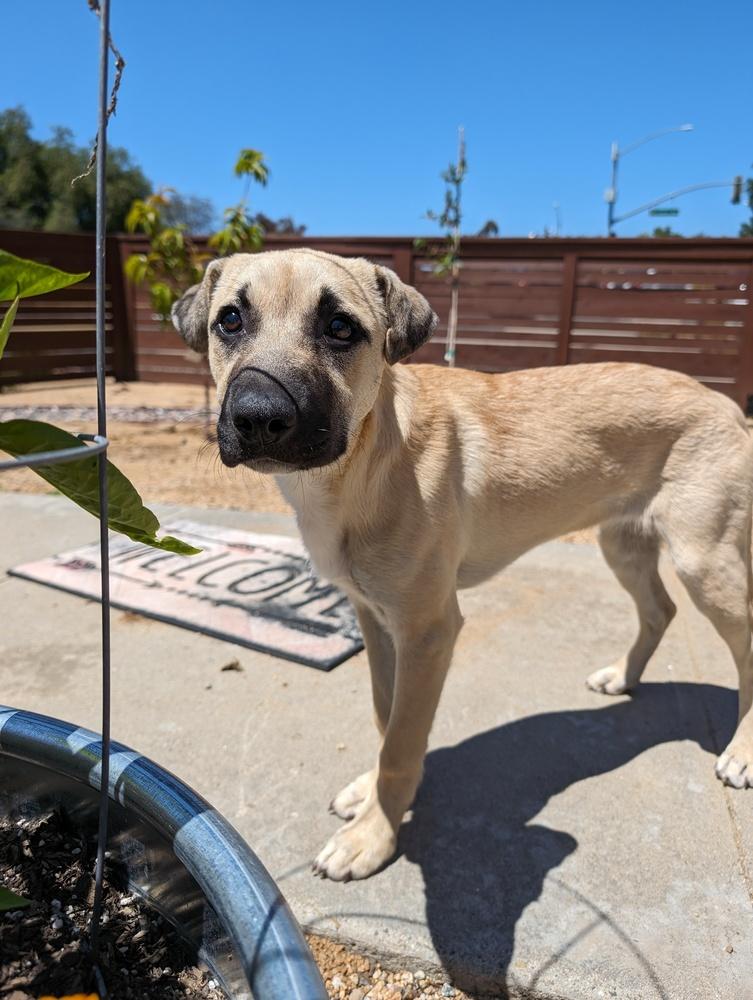 Enlarge Gouda, a Adoptable mixed breed in San Diego, CA image 6/6