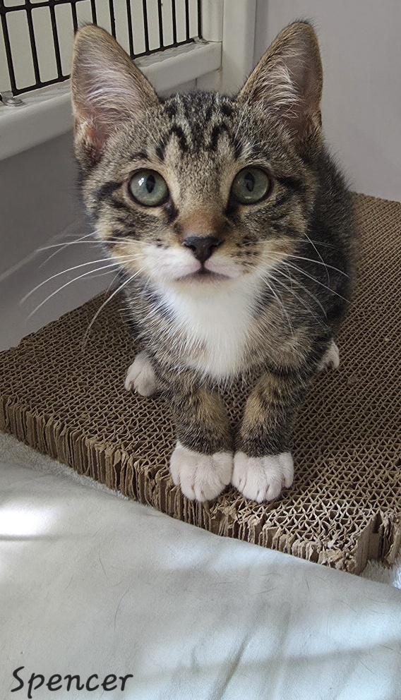 Spencer, Adoptable, Young Male Domestic Short Hair.