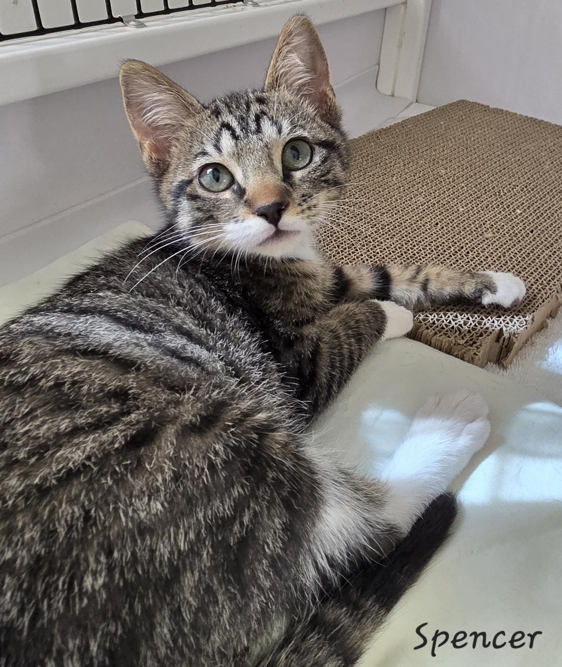 Enlarge Spencer, a Adoptable Domestic Short Hair in Key Largo, FL image 3/6