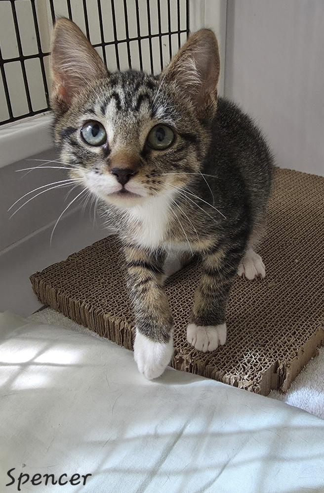 Enlarge Spencer, a Adoptable Domestic Short Hair in Key Largo, FL image 5/6