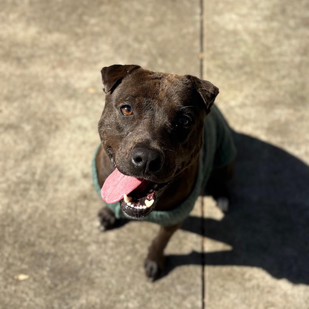 Enlarge Pickles, a Adoptable American Staffordshire Terrier in Columbus, NC image 1/6