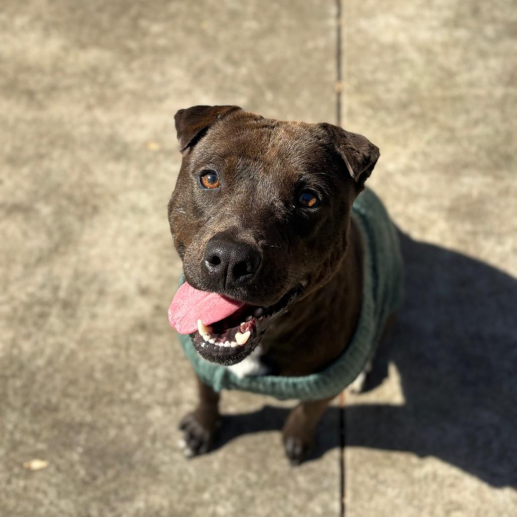 Enlarge Pickles, a Adoptable American Staffordshire Terrier in Columbus, NC image 2/6