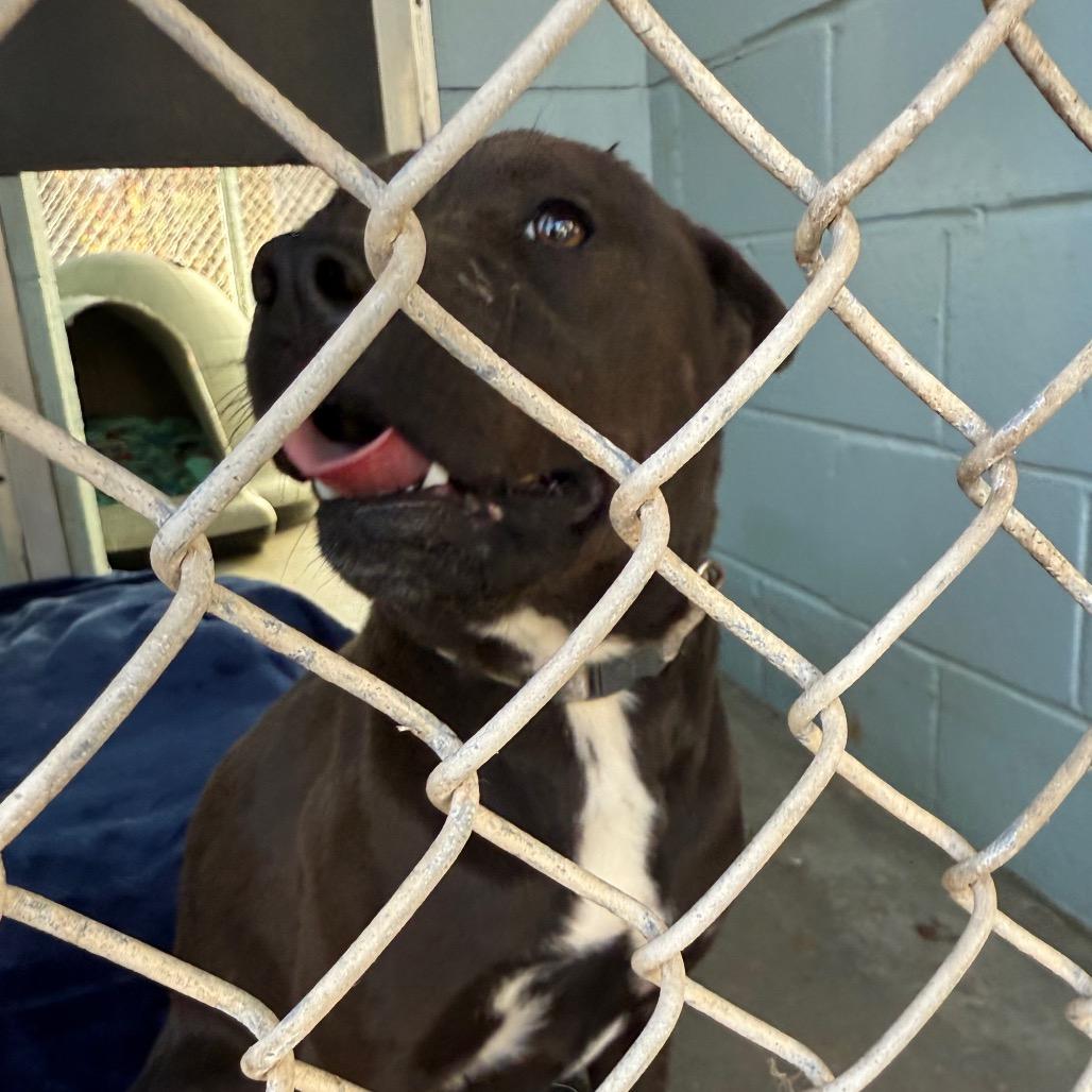 Enlarge Pickles, a Adoptable American Staffordshire Terrier in Columbus, NC image 4/6