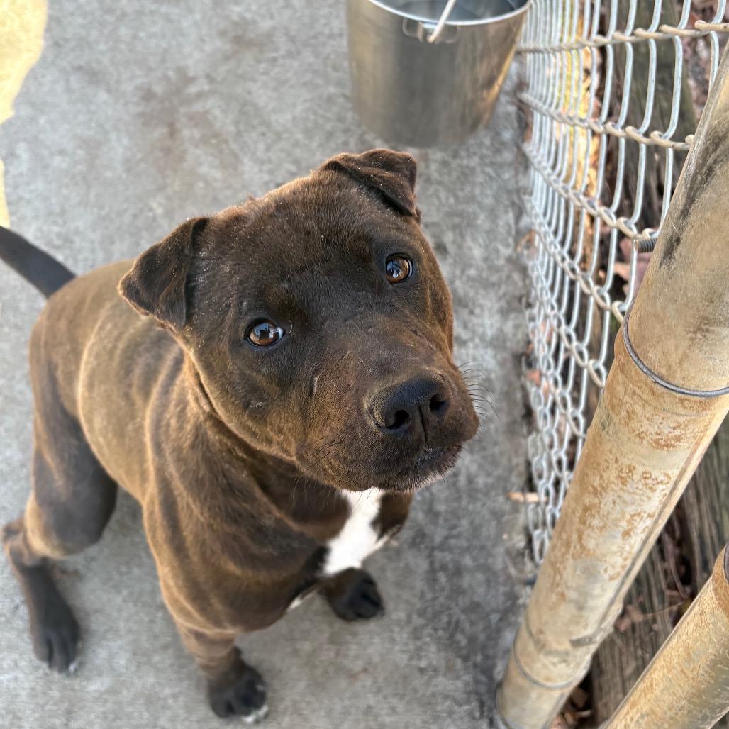 Enlarge Pickles, a Adoptable American Staffordshire Terrier in Columbus, NC image 5/6