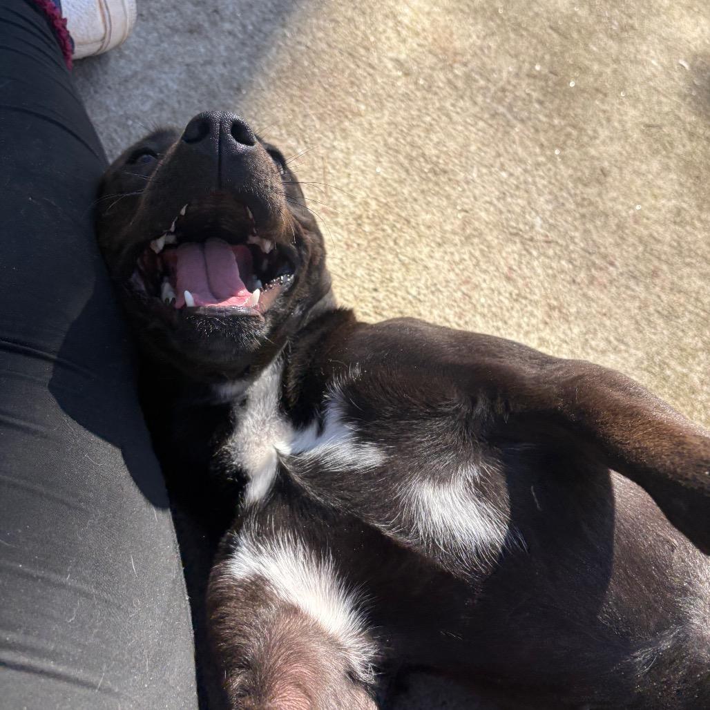 Enlarge Pickles, a Adoptable American Staffordshire Terrier in Columbus, NC image 4/5