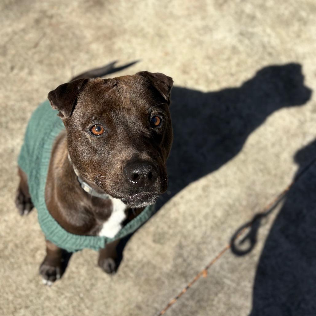 Enlarge Pickles, a Adoptable American Staffordshire Terrier in Columbus, NC image 6/6