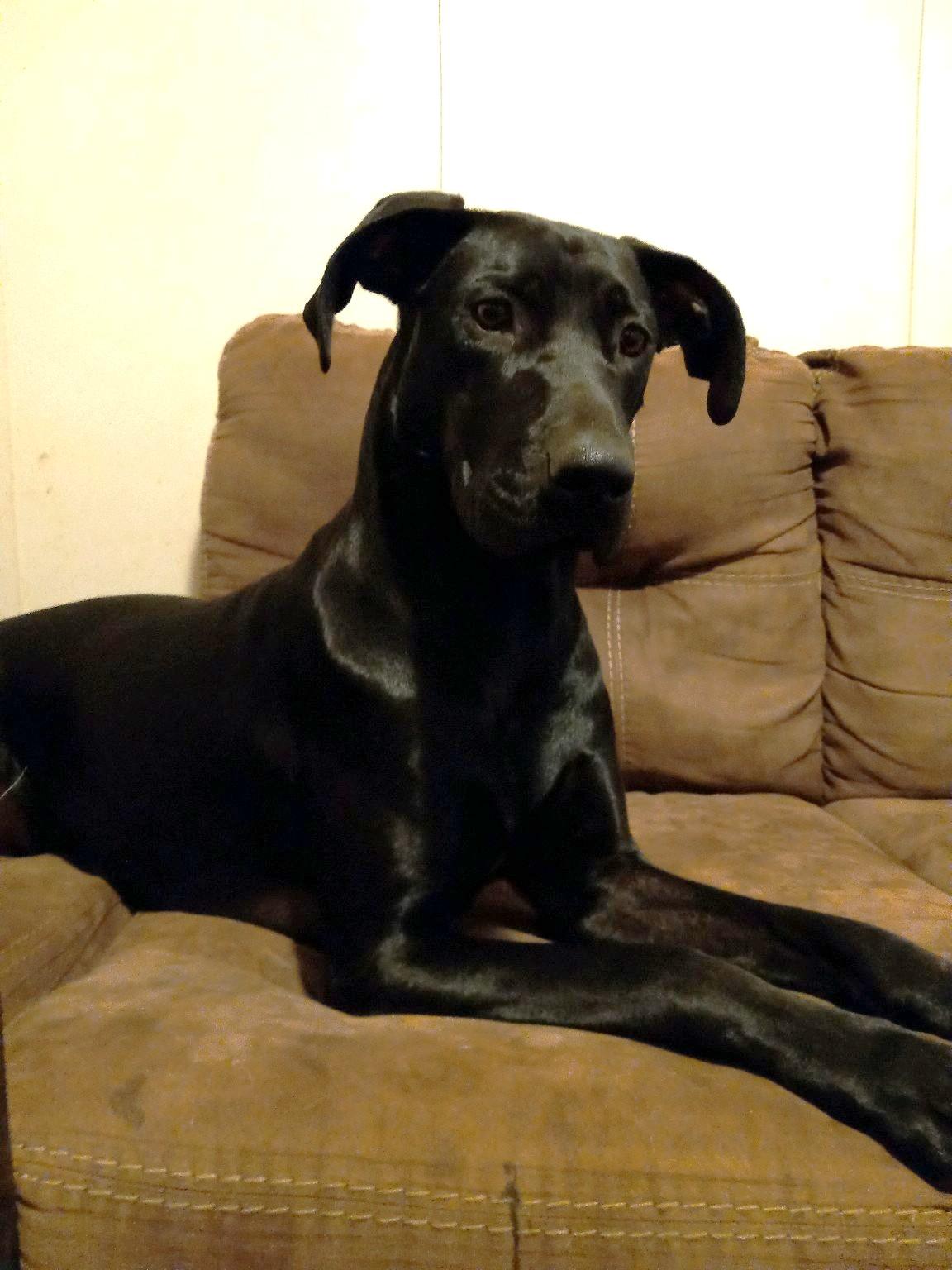 Enlarge Rora, a Adoptable mixed breed in Stanley, NC image 1/1