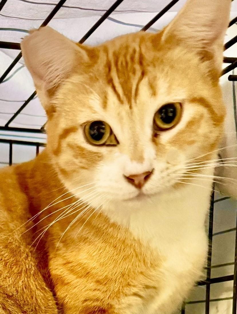 Sedona, Young Female Domestic Short Hair