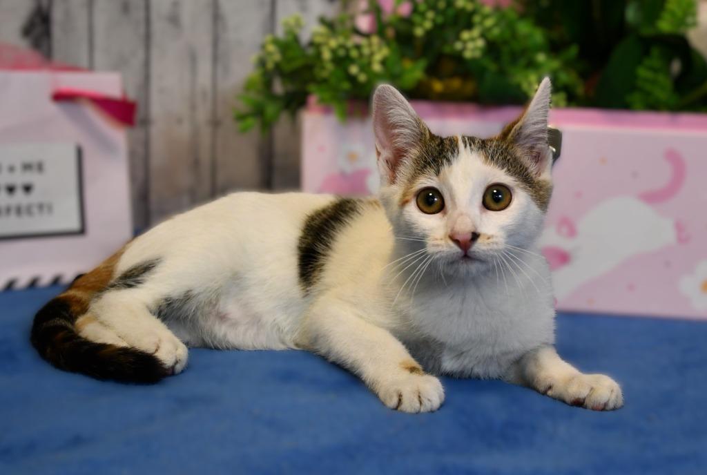 Hilina, Adoptable, Kitten Female Domestic Short Hair.