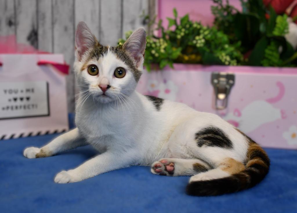 Hilina, a Adoptable mixed breed in Roanoke, TX image 2/3