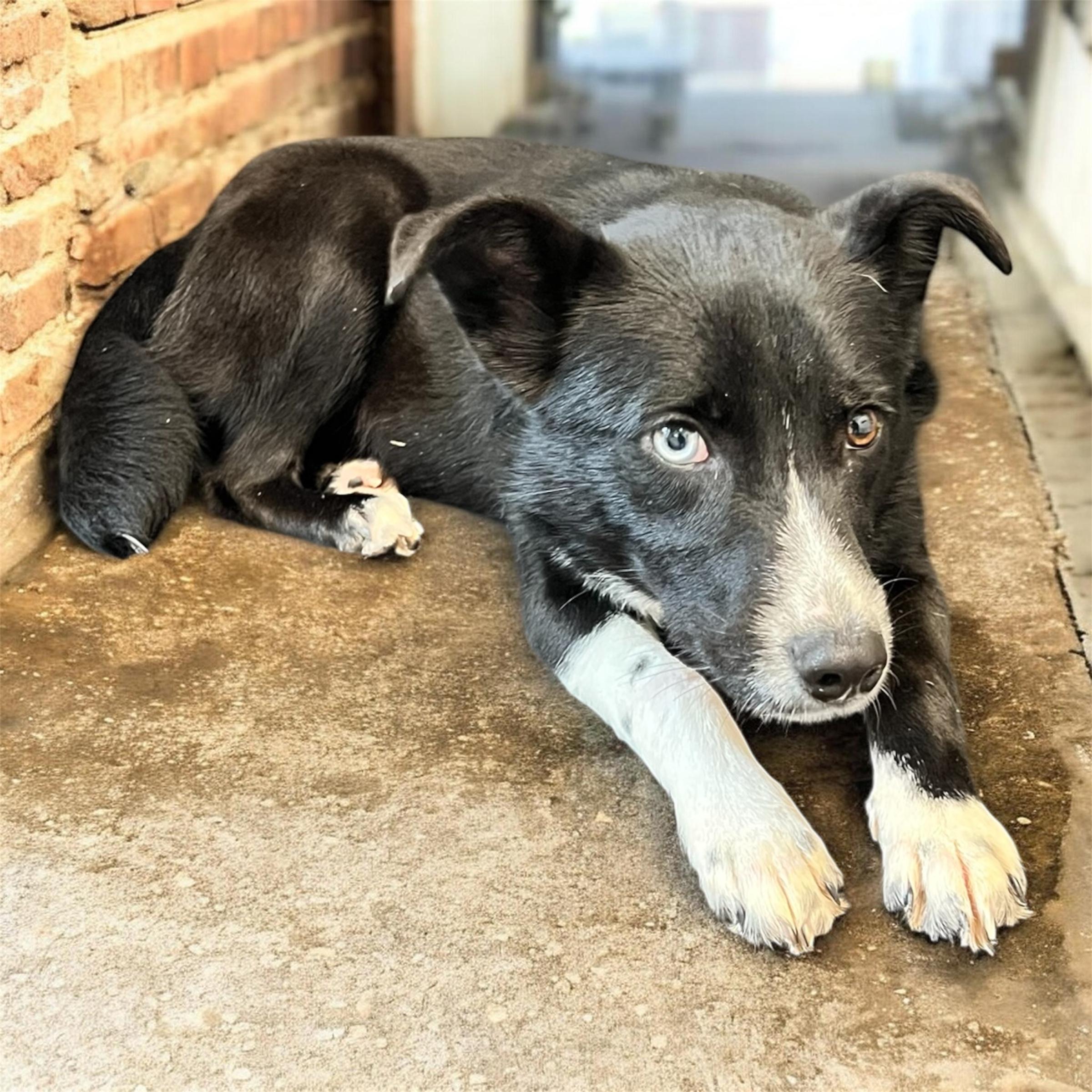 Enlarge Zena, a ADOPTABLE mixed breed in Horn Lake, MS image 3/6