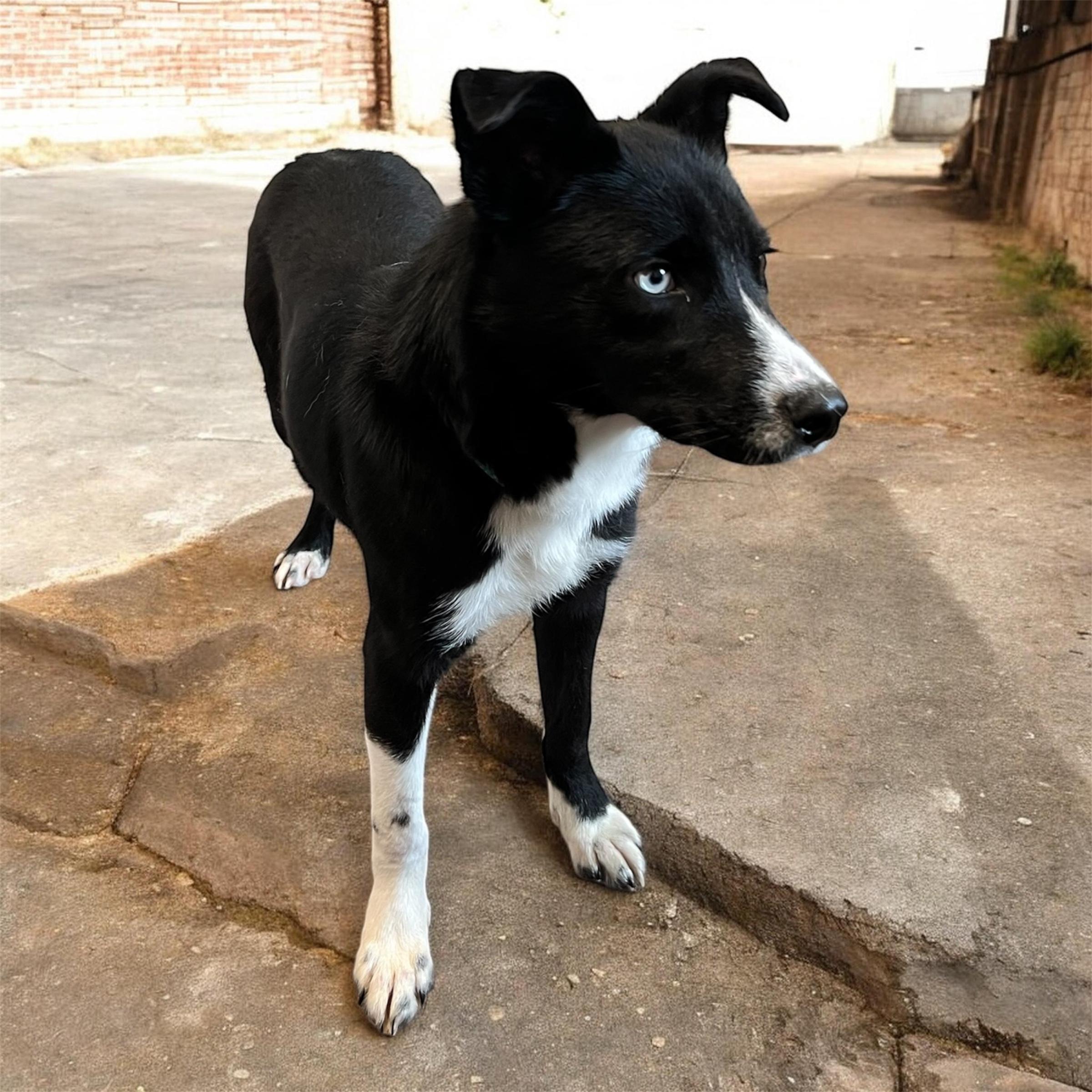 Enlarge Zena, a ADOPTABLE mixed breed in Horn Lake, MS image 4/6