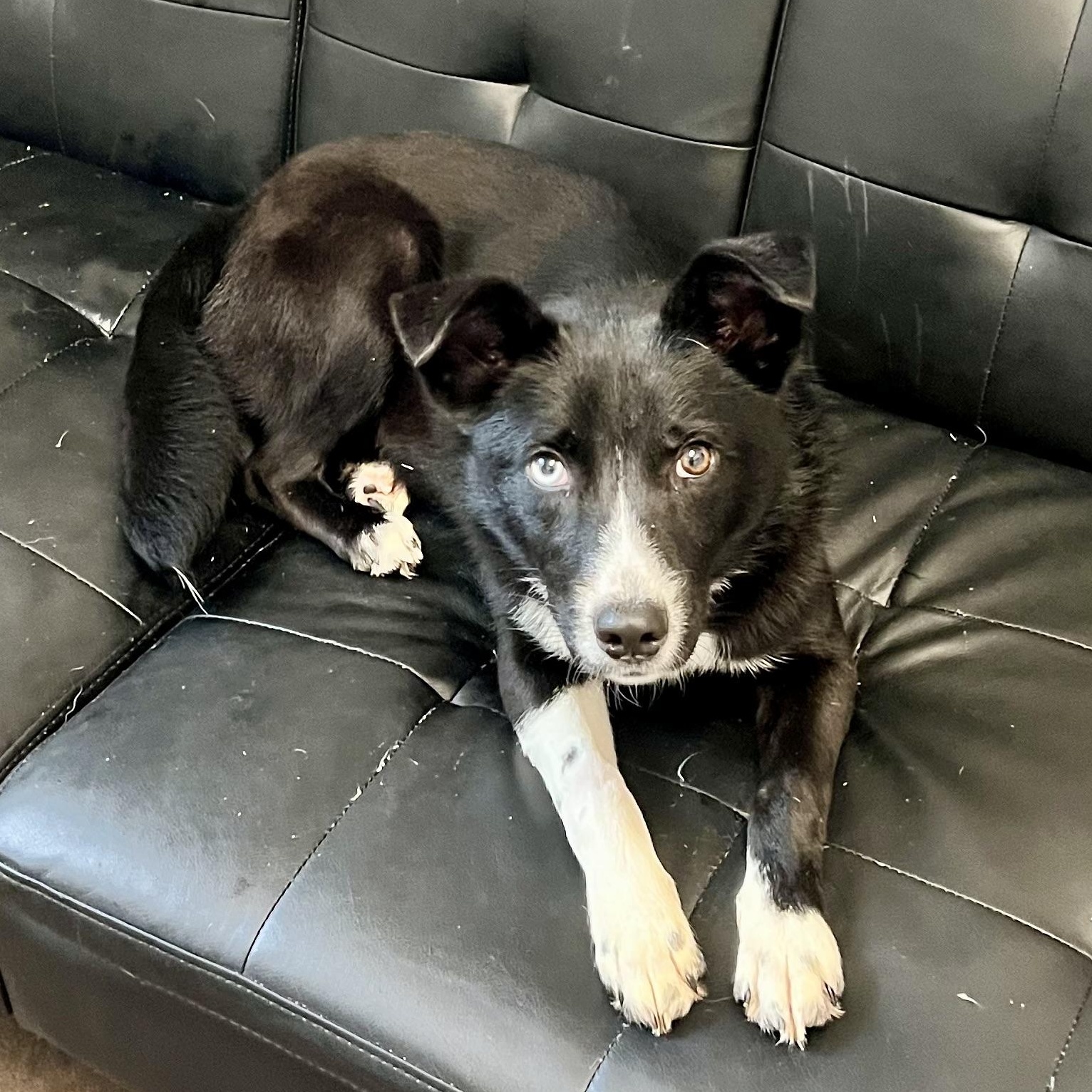 Enlarge Zena, a ADOPTABLE mixed breed in Horn Lake, MS image 5/6