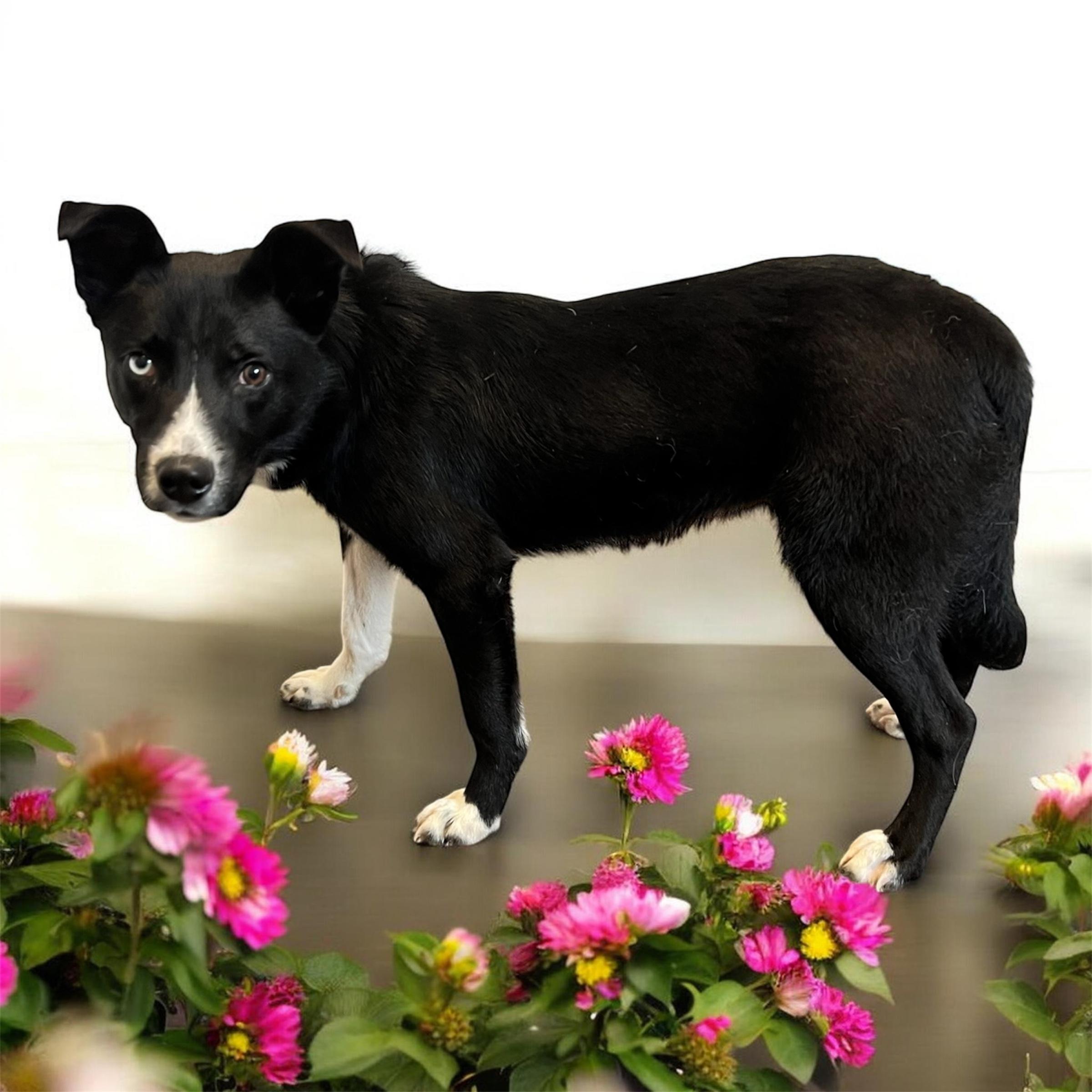 Enlarge Zena, a ADOPTABLE mixed breed in Horn Lake, MS image 2/6