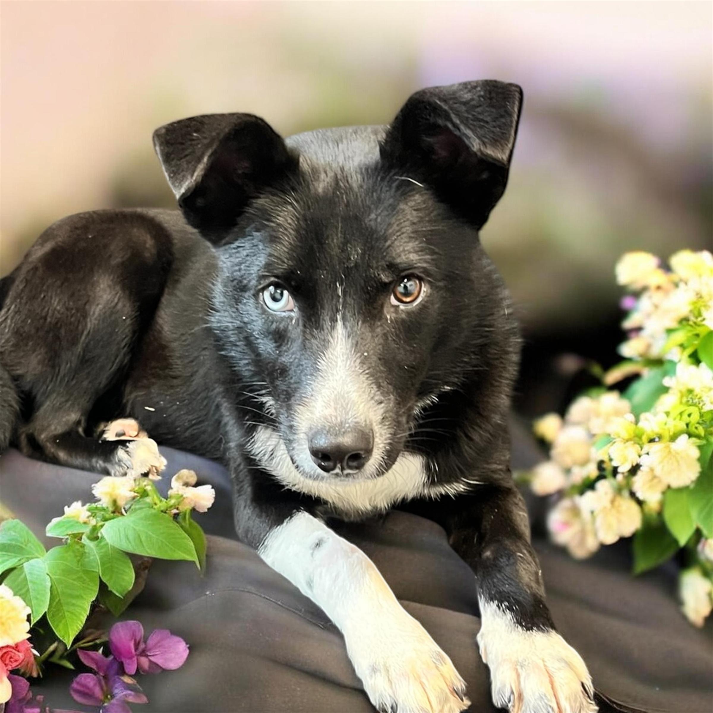 Enlarge Zena, a ADOPTABLE mixed breed in Horn Lake, MS image 1/6