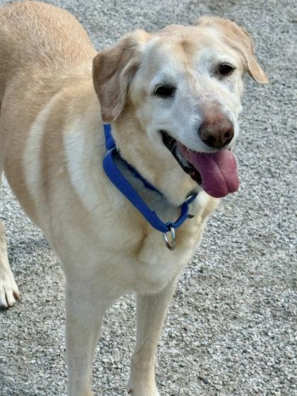Enlarge Buttercup (& Domino), a Adoptable mixed breed in Fairfax, VA image 1/3