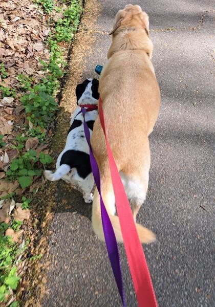 Enlarge Buttercup (& Domino), a Adoptable mixed breed in Fairfax, VA image 2/3