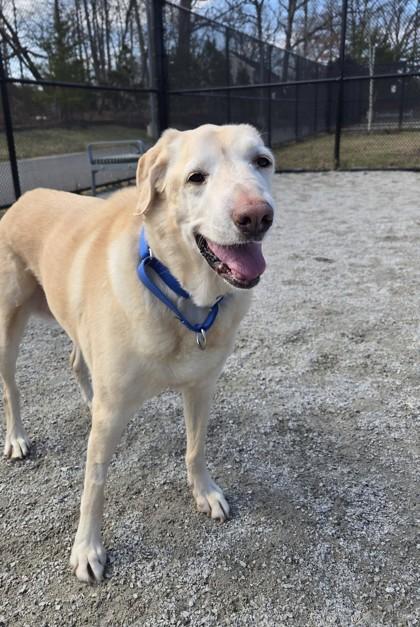 Enlarge Buttercup (& Domino), a Adoptable mixed breed in Fairfax, VA image 3/3
