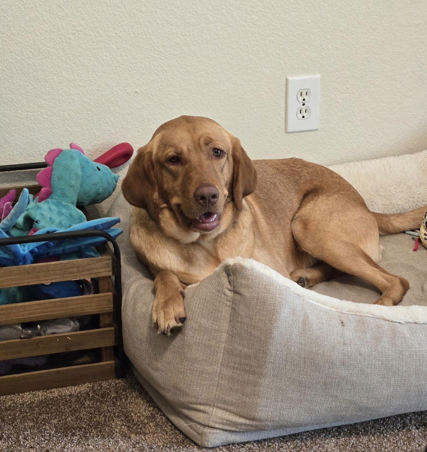 Enlarge Jade, a Adopted Labrador Retriever image 1/3