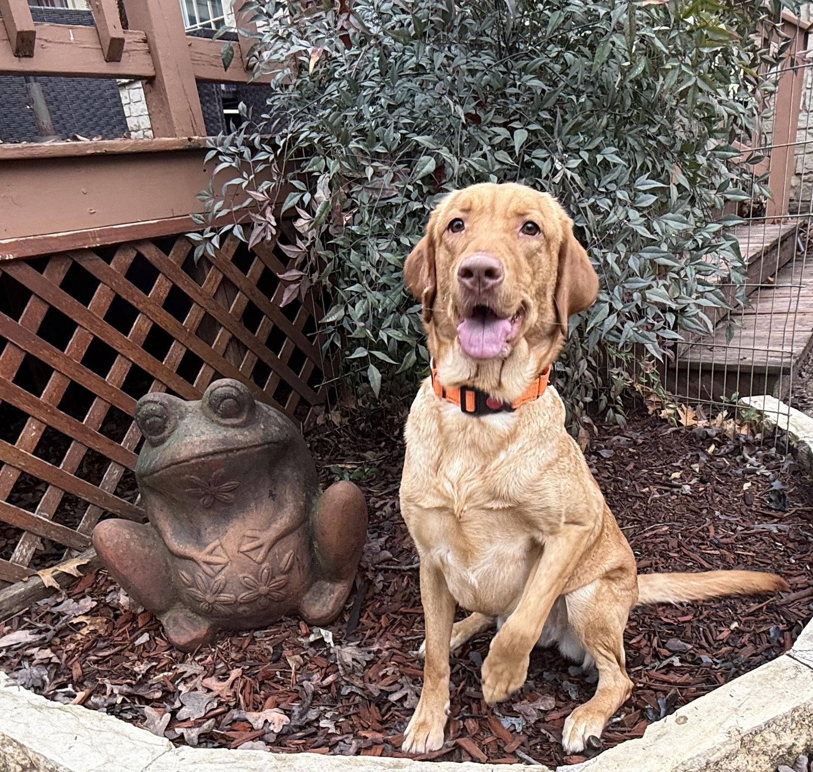 Enlarge Jade, a Adopted Labrador Retriever image 2/3