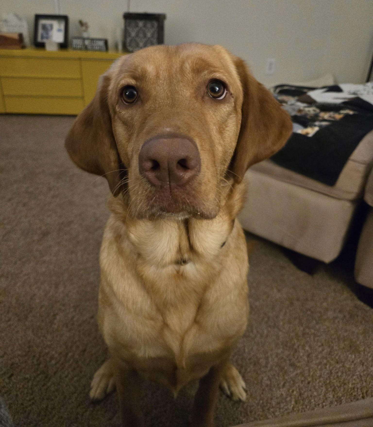 Enlarge Jade, a Adopted Labrador Retriever image 3/3