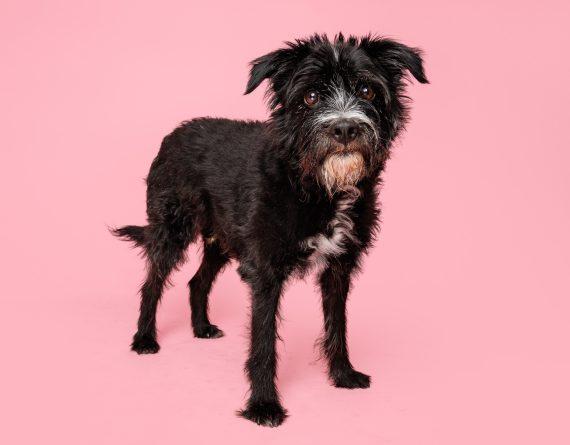 Enlarge Comet, a Adopted Mixed Breed in Durham, NC image 1/1