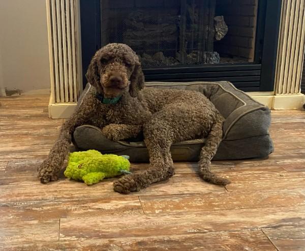 Diesel Doodle, adopted, Adult Male Standard Poodle.