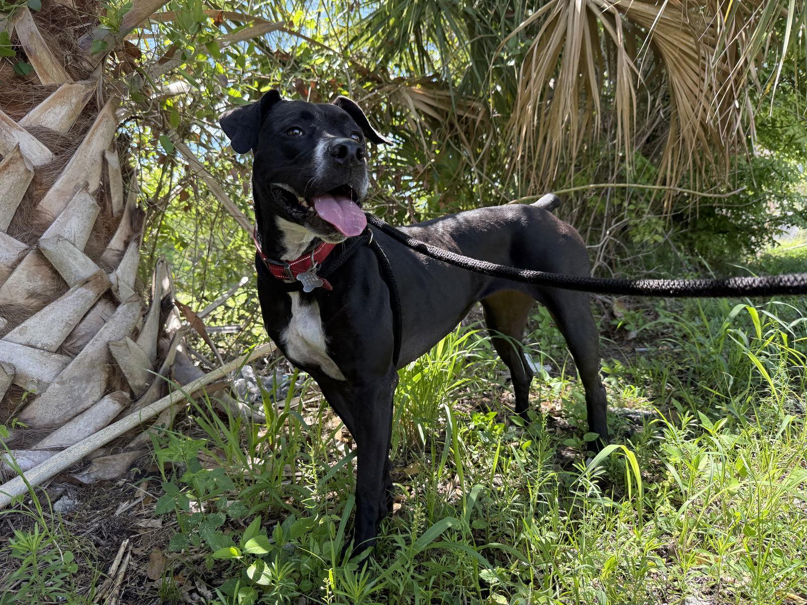 Enlarge Rosie, a Adoptable mixed breed in Sanford, FL image 2/3