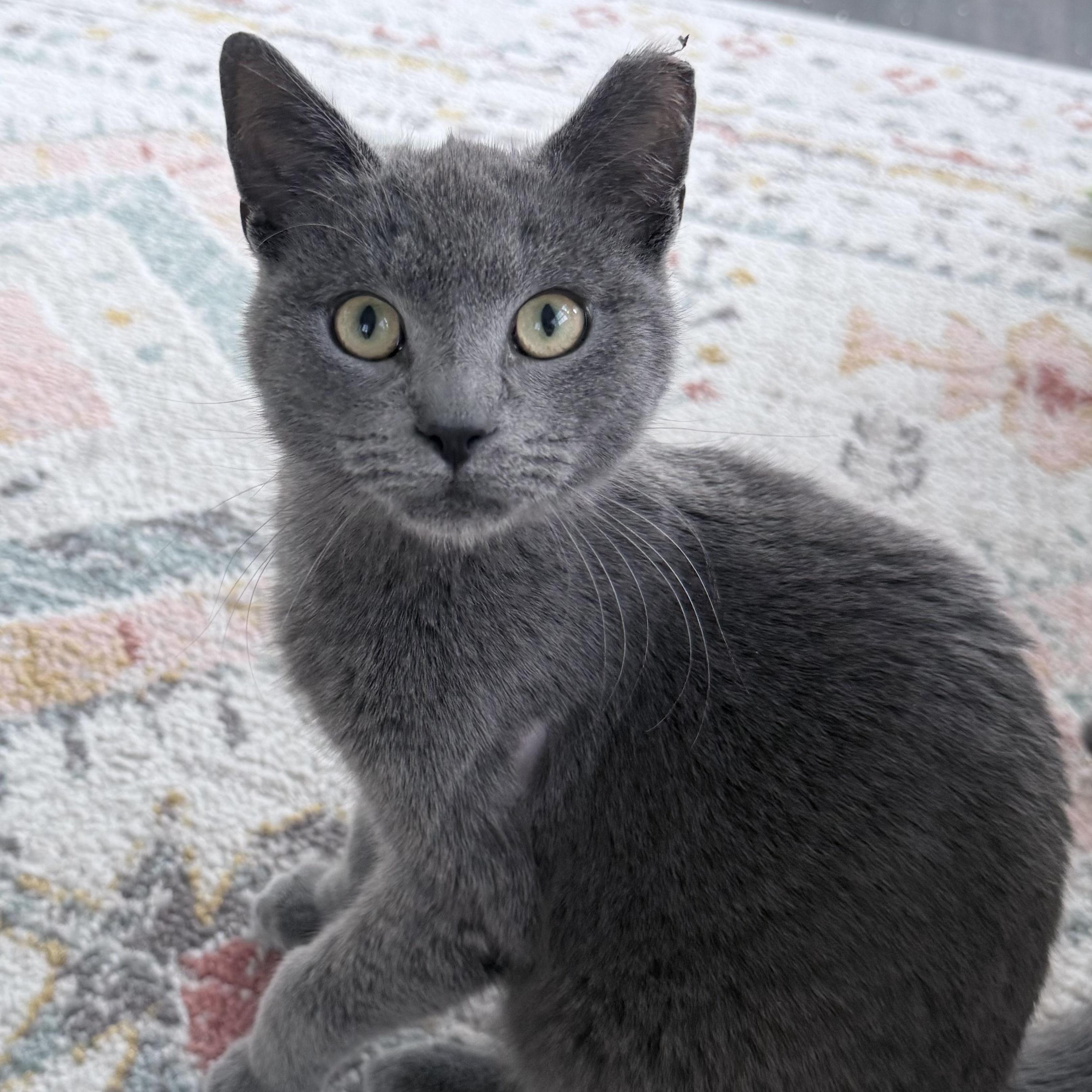 Roscoe, ADOPTABLE, Young Male Domestic Short Hair.