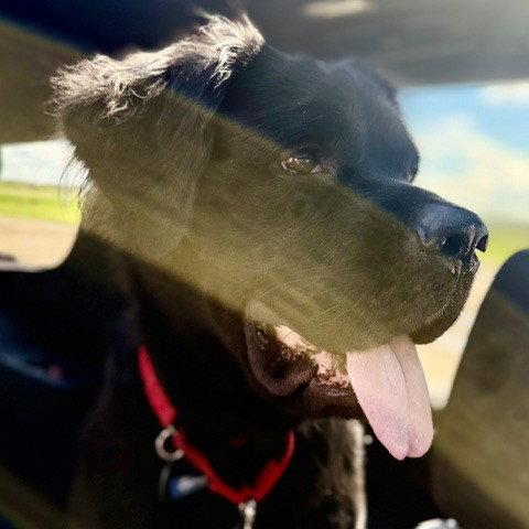Silhouette, Adoptable, Adult Female Spaniel.