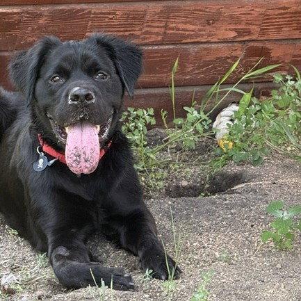 Enlarge Silhouette, a Adoptable Spaniel in Fargo, ND image 2/3