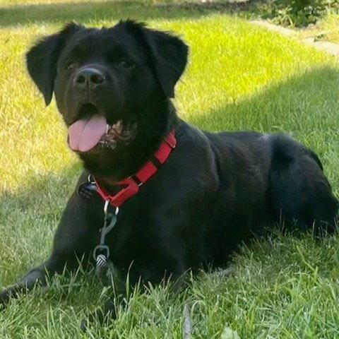 Enlarge Silhouette, a Adoptable Spaniel in Fargo, ND image 3/3