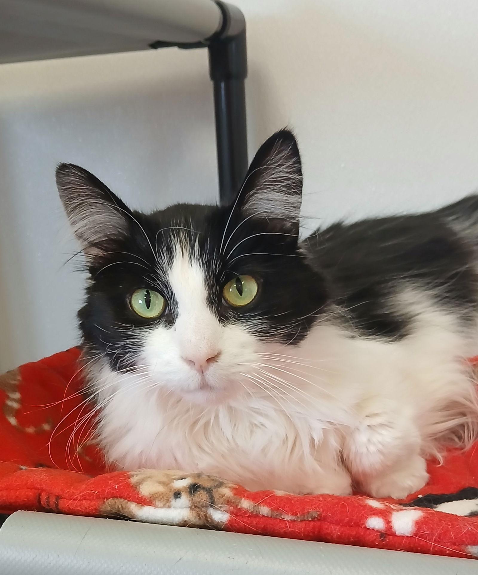 Enlarge Granola, a Adoptable Domestic Long Hair in Bay City, MI image 1/1