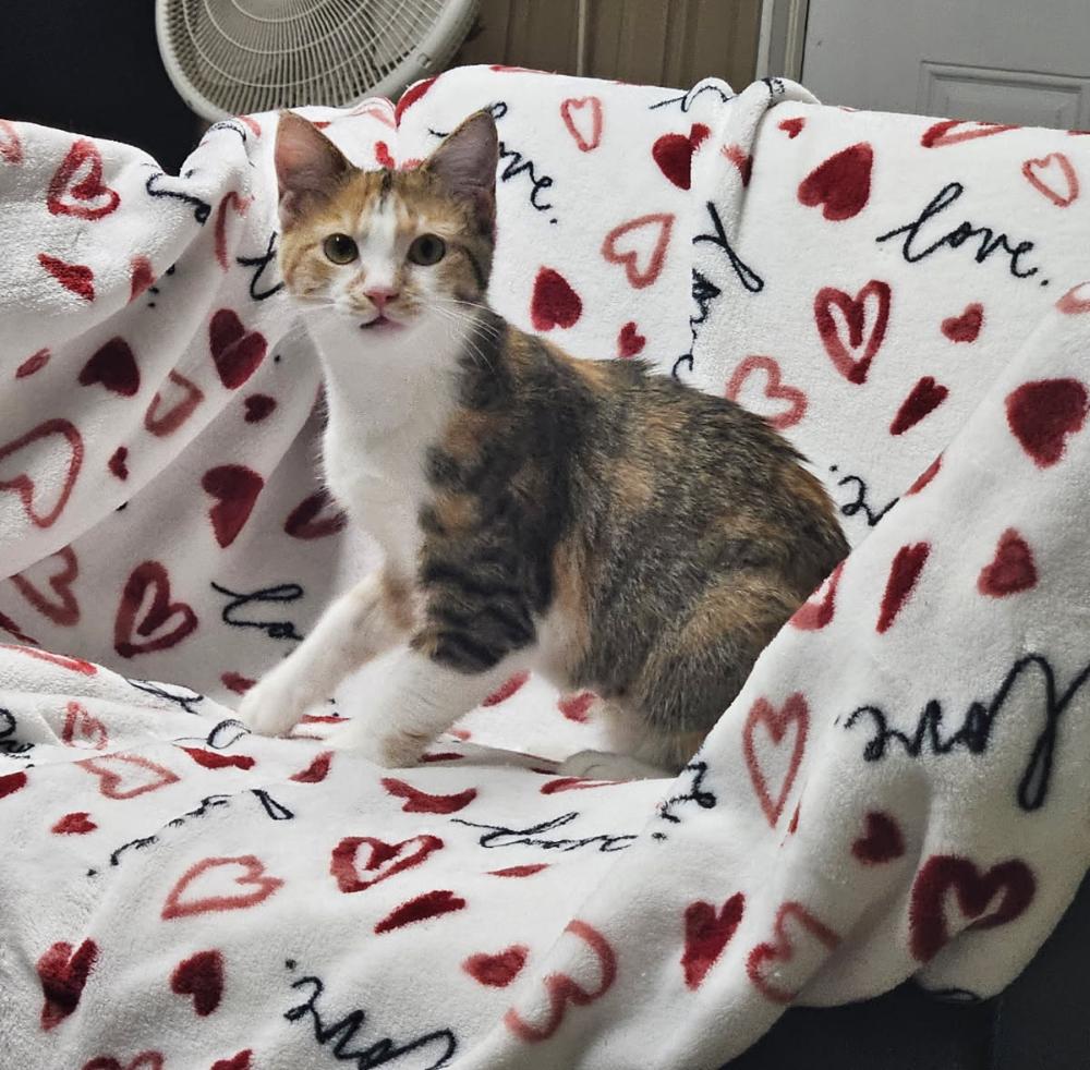 Enlarge Clementine, a Adoptable Calico in Tahlequah, OK image 3/6