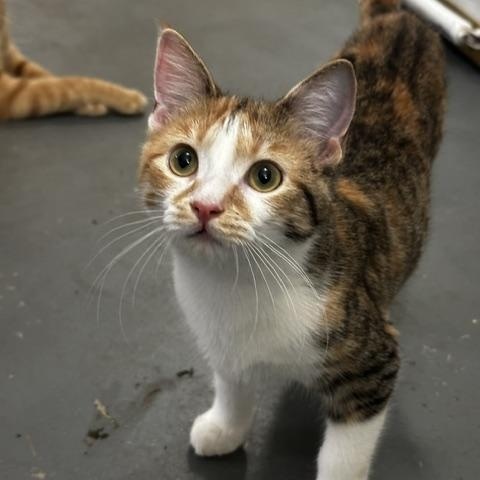 Enlarge Clementine, a Adoptable Calico in Tahlequah, OK image 2/6