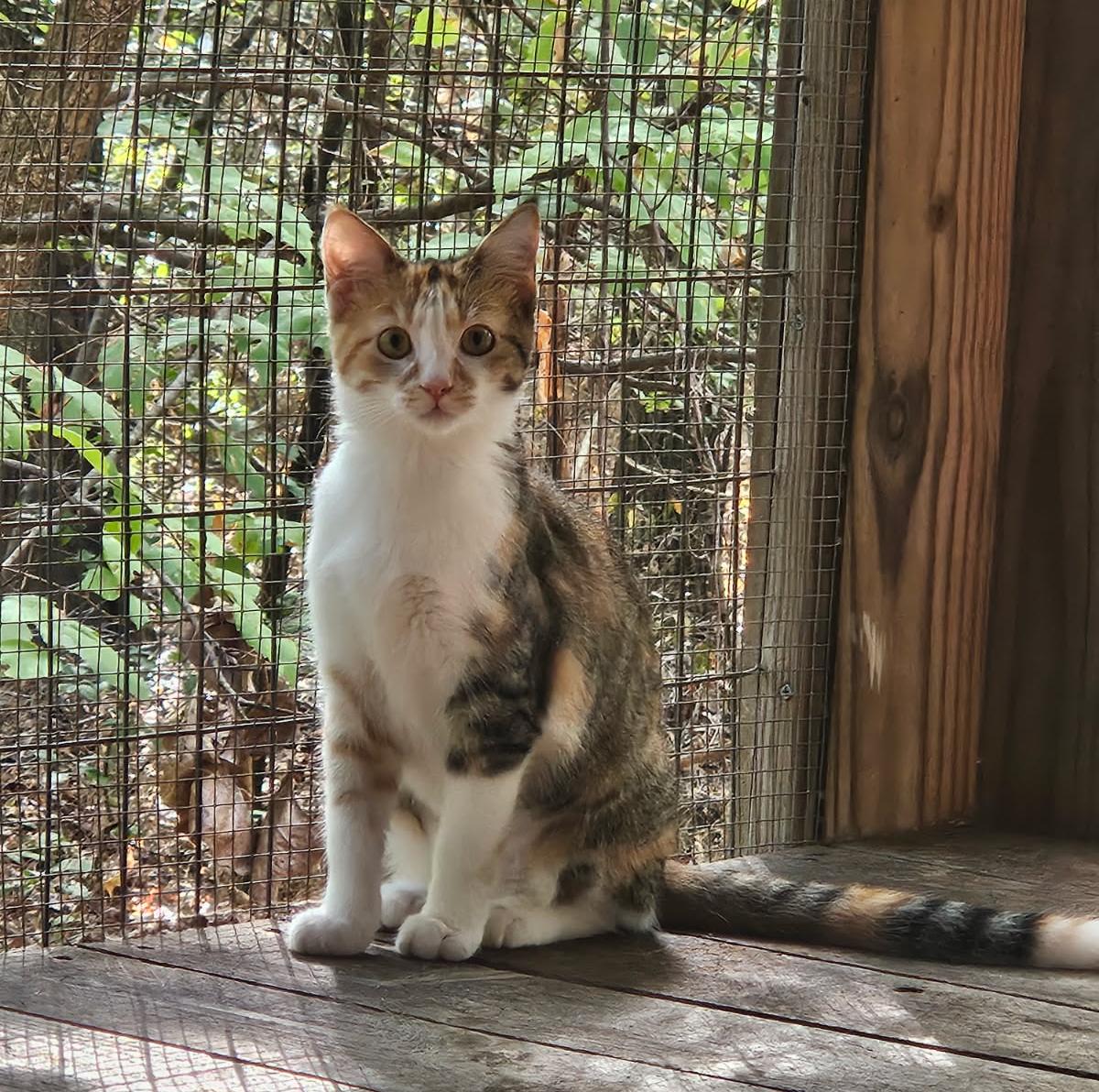 Clementine, Adoptable, Young Female Calico.