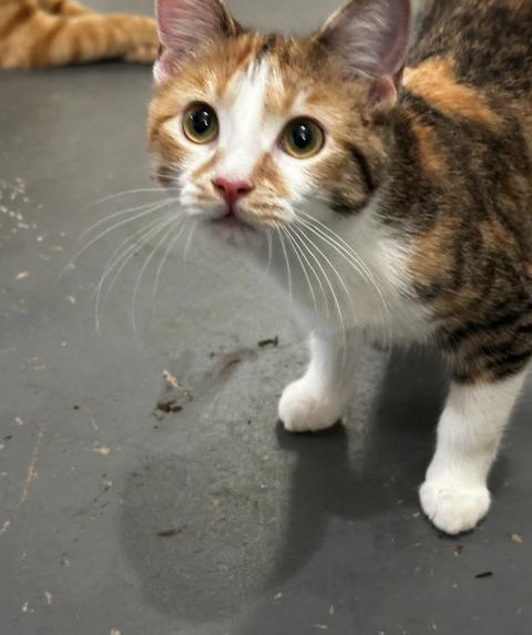Enlarge Clementine, a Adoptable Calico in Tahlequah, OK image 4/6