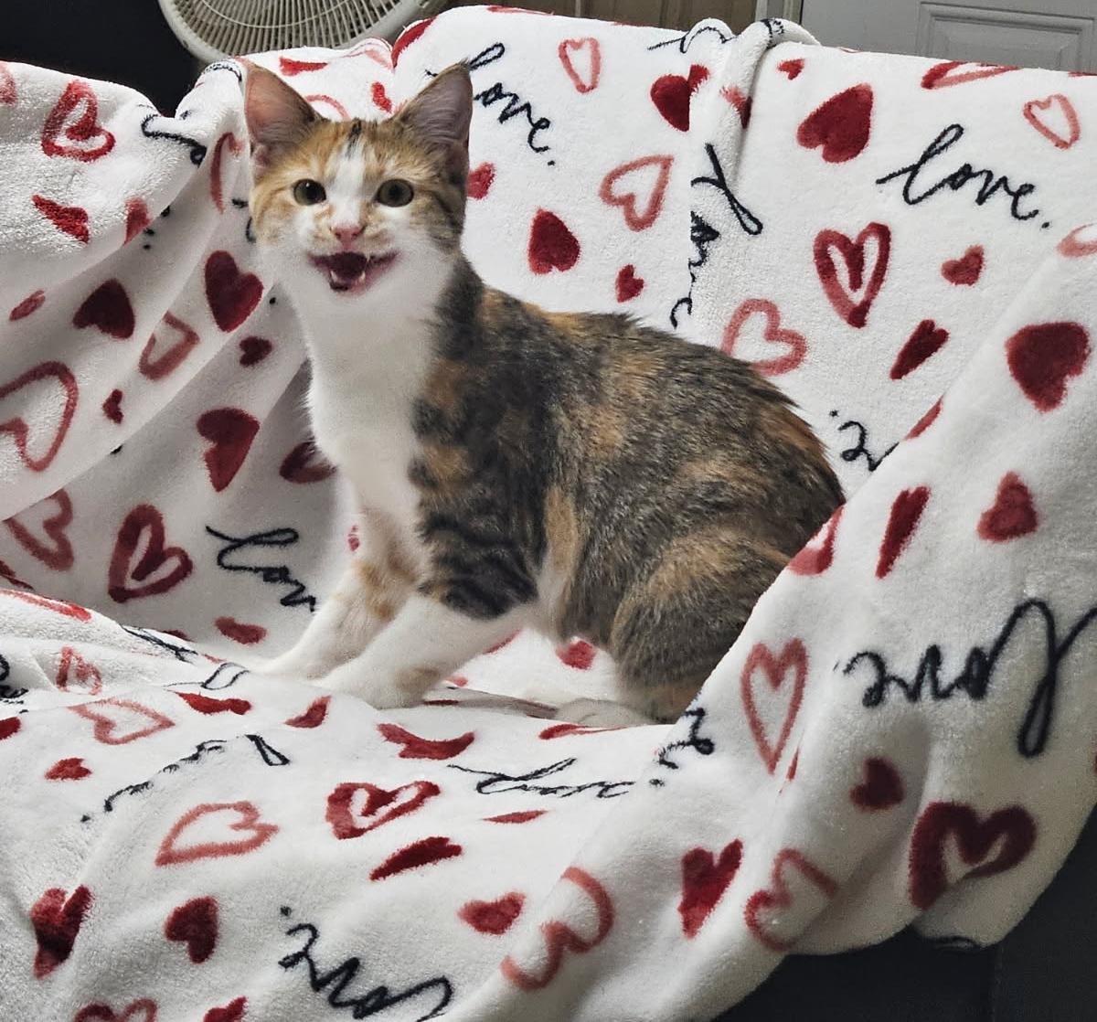 Enlarge Clementine, a Adoptable Calico in Tahlequah, OK image 6/6