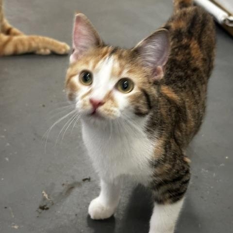Enlarge Clementine, a Adoptable Calico in Tahlequah, OK image 5/6
