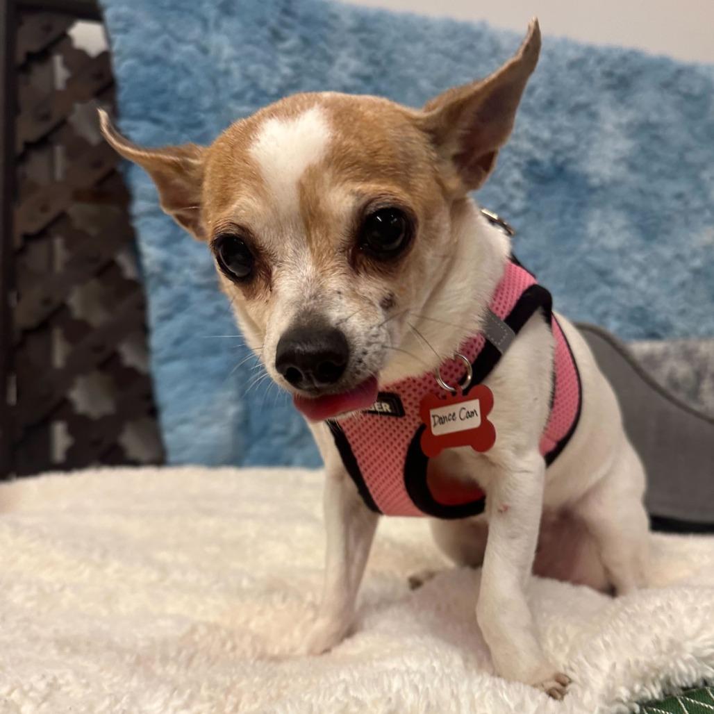 Enlarge Dance Cam 13651, a Adoptable Chihuahua in San Francisco, CA image 1/6