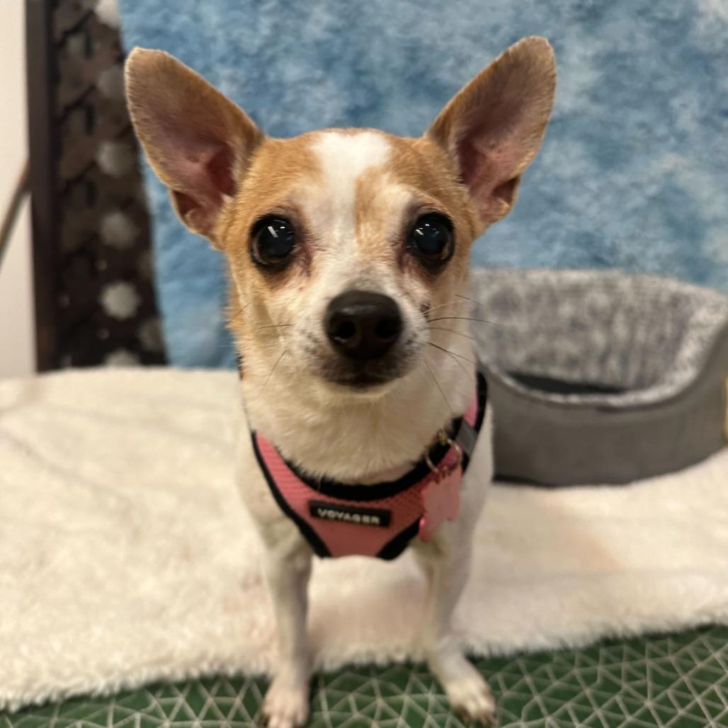 Enlarge Dance Cam 13651, a Adoptable Chihuahua in San Francisco, CA image 2/6