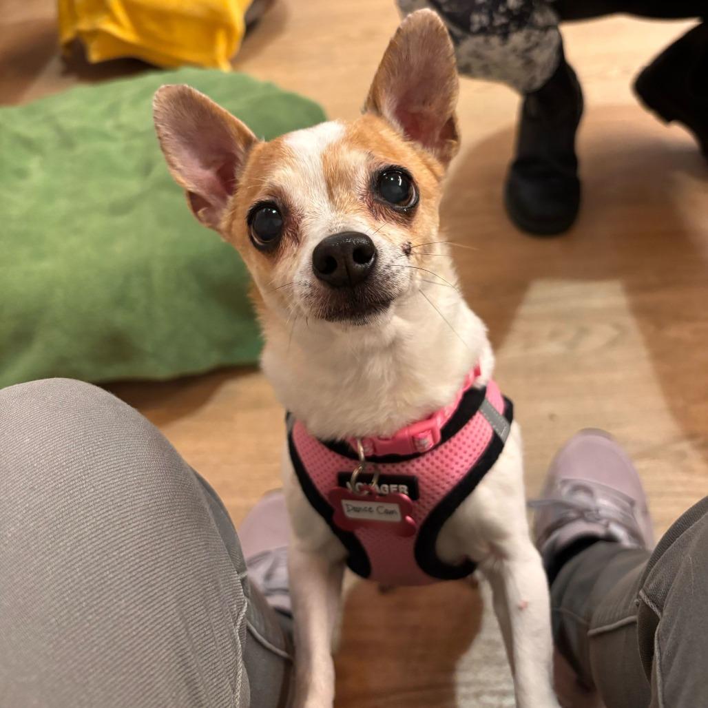 Enlarge Dance Cam 13651, a Adoptable Chihuahua in San Francisco, CA image 3/6