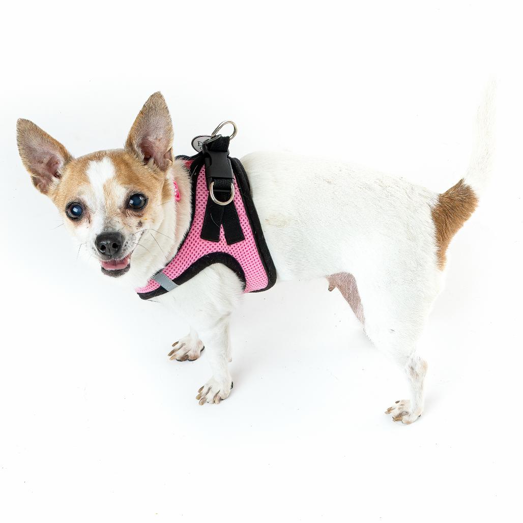 Enlarge Dance Cam 13651, a Adoptable Chihuahua in San Francisco, CA image 4/6