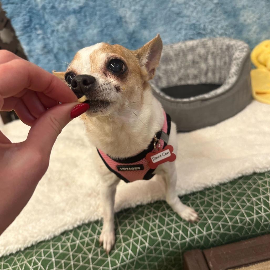 Enlarge Dance Cam 13651, a Adoptable Chihuahua in San Francisco, CA image 5/6