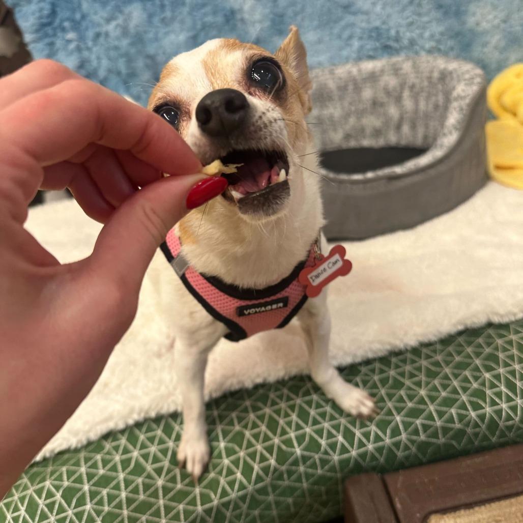 Enlarge Dance Cam 13651, a Adoptable Chihuahua in San Francisco, CA image 6/6